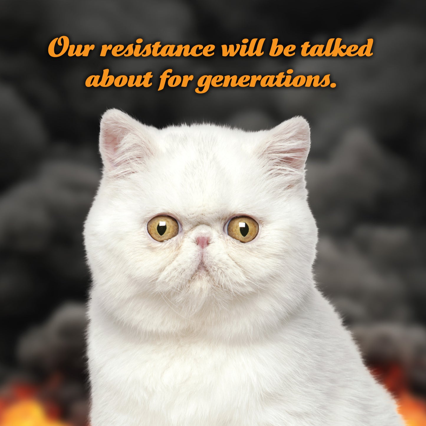 2026 Social Justice Kittens Calendar