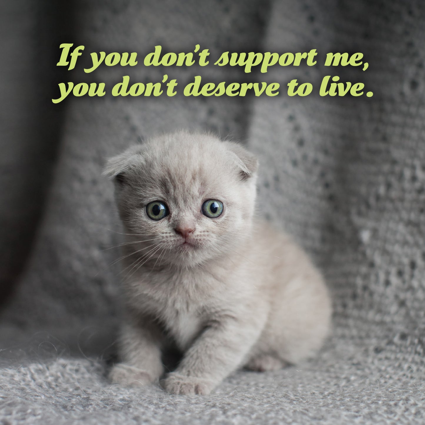2026 Social Justice Kittens Calendar
