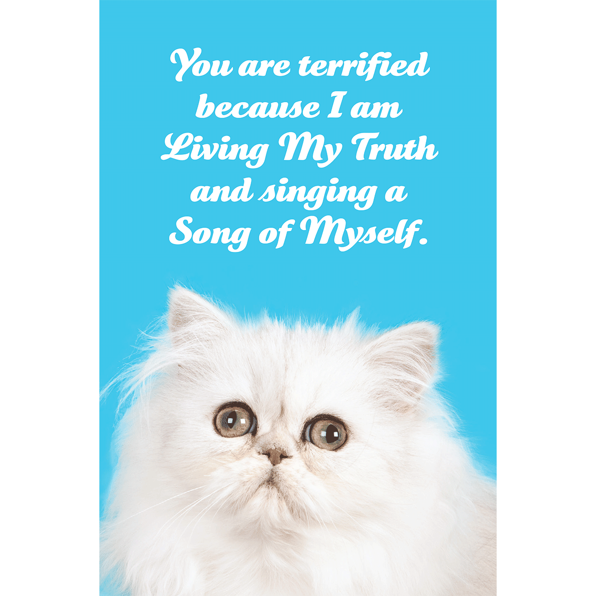 Social Justice Kittens Postcards Super Pack
