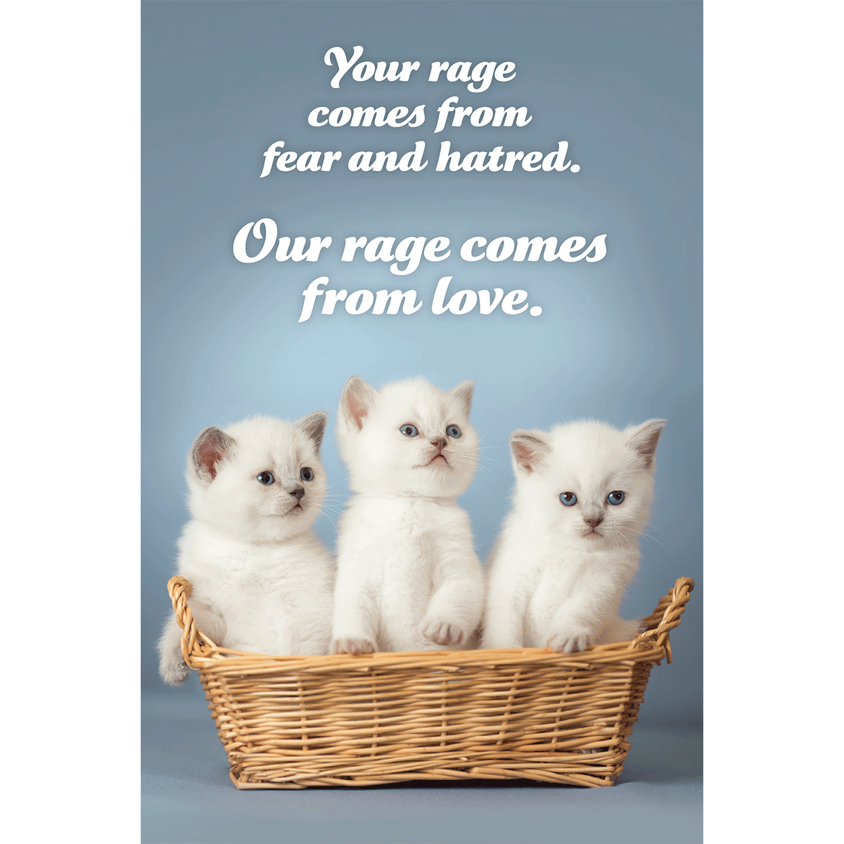 Social Justice Kittens Postcards Super Pack