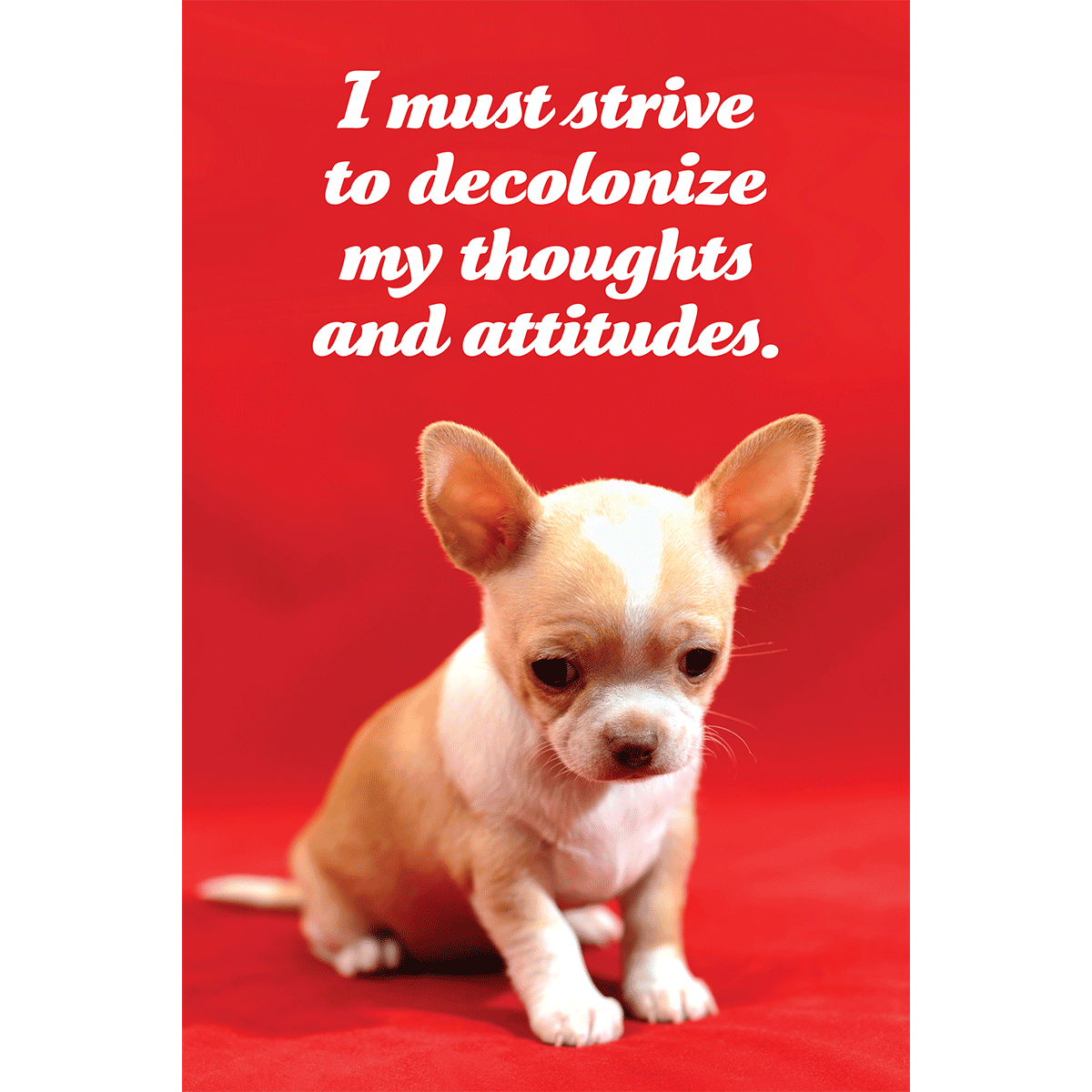 Social Justice Kittens Postcards Super Pack
