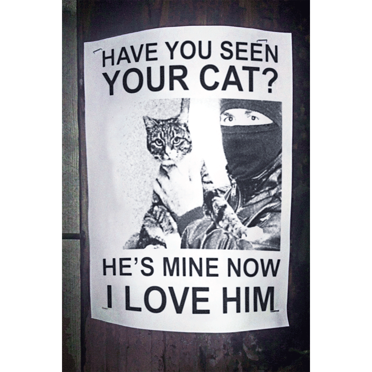 Have You Seen Your Cat?
